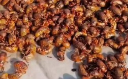 央视CCTV7蝉养殖技术有哪些要点？