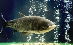 花鲢鱼养殖技术一点通