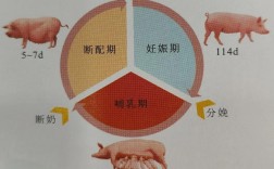 母猪养殖管理技术有哪些关键要点？