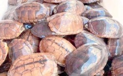 2025年南石龟市场价格走势如何？影响因素有哪些？养殖户该如何应对？