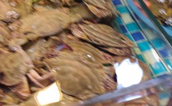 荆州沙市菜场甲鱼价格多少？