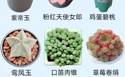 哪些多肉品种算普通？常见品种有哪些？