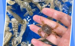 大闸蟹养殖如何致富？技术要点有哪些？