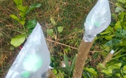 柚子树的嫁接技术视频