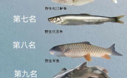 无鲮鱼都是哪些品种？