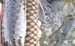 四大家鱼批发价最新行情如何？