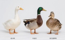 目前最好的蛋鸭品种是哪个？