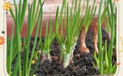 春播大葱怎么种？技术要点有哪些？