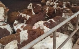 2025年架子牛价格会涨还是跌？