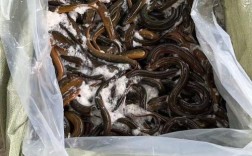 稻田黄鳝养殖技术视频怎么学才有效？