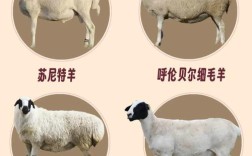 中国地方乳用绵羊品种有哪些？