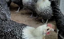 肉蛋两用鸡品种有哪些？