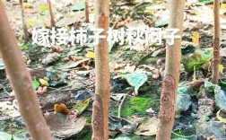 柿子树嫁接技术有哪些要点？