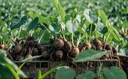 芋头高产种植技术视频有哪些要点？