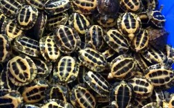 石龟2025年最新价格多少钱一斤？