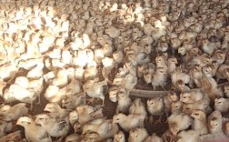 哪些母鸡品种易被养鸡场淘汰？