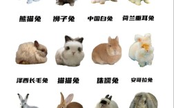 哪些兔子品种比较名贵？