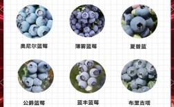 南方种蓝莓，什么品种最合适？