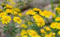 哪些野菊花品种能安全食用？食用时需注意哪些禁忌与风险？