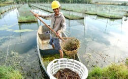 农村黄鳝养殖技术有哪些关键要点？