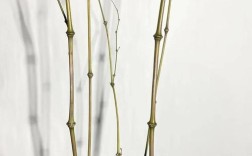 哪些小型竹子品种适合家庭种植？