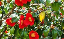 耐寒茶花品种有哪些？