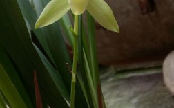 素心建兰立叶是何品种？