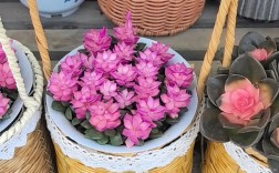 新花月锦到底有多少品种？