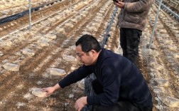 野生蘑菇人工栽培技术难点何在？