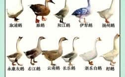 鹅的品种里，哪些颜值能打？