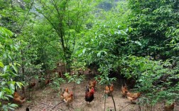 哪里能学到正宗的土鸡养殖技术？