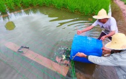 四川农村养鱼技术视频，新手能学吗？