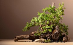 大型树桩盆景栽培 技术