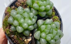 冰灯玉露品种有哪些？图解如何区分？