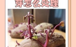 紫地瓜怎么种？视频教你关键技术！