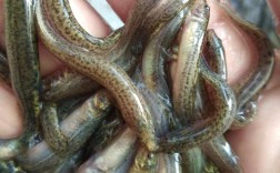 湛江泥鳅收购价多少钱一斤？