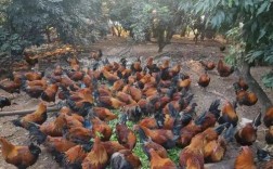 土鸡养殖技术培训，如何掌握核心要领？