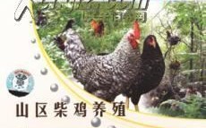 果园林地养鸡如何生态高效？