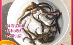 台湾泥鳅寸苗价格多少？