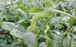 大棚豆虫养殖技术视频