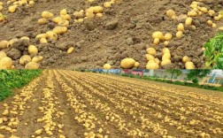 如何种出高产土豆？视频教你关键技巧。
