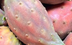 食用仙人掌有哪些品种