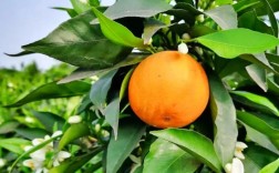 花叶子橙子树是哪个柑橘品种？