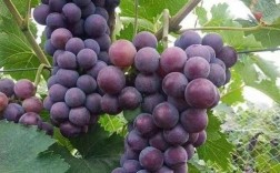 10月份成熟葡萄品种