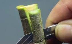 枇杷嫁接怎么操作？视频图解教你学！