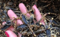 山东野生蝎子收购价多少钱一斤？