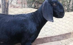 哪种山羊品种繁殖率最高？