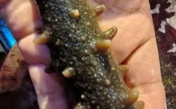 海鲜养殖什么品种最赚钱？