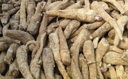 2025白芷价格会涨还是跌？