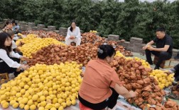 黄桃种植技术销售渠道